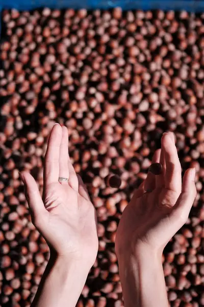 Руки з горіхами в мушлі на фоні горіхів — стокове фото