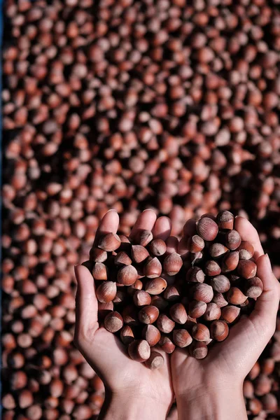 Manos con una nuez en cáscara sobre el fondo de las nueces — Foto de Stock