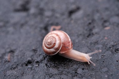 Sarmal salyangoz asfalt yolda yakın çekim