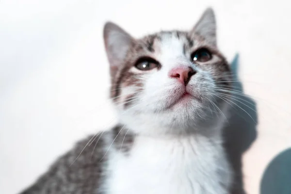 Χαριτωμένο γατάκι εξετάζει τη φωτογραφική μηχανή — Φωτογραφία Αρχείου
