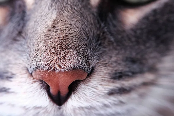 Cat\'s nose close up and its fur