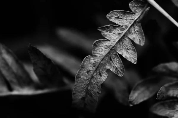 Dry black and white leave with a blurred and dark background