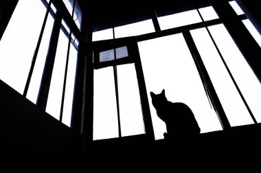 Bu pencerede oturur ve ön kameraya görünüyor siyah ve beyaz siluet kedi. Çizgiler ve geometri 