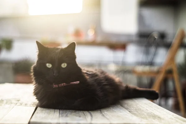 El gato con los ojos verdes en un collar se sienta en una mesa de madera y mira a la cámara en el patio trasero con el fondo borroso —  Fotos de Stock