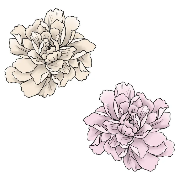 さまざまな色合いのスケッチ花の牡丹のカップル — ストック写真