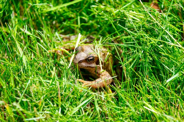 Common frog in some grass on a sunny day — Stock Photo, Image