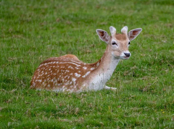 Damherten rusten op sommige gras — Stockfoto