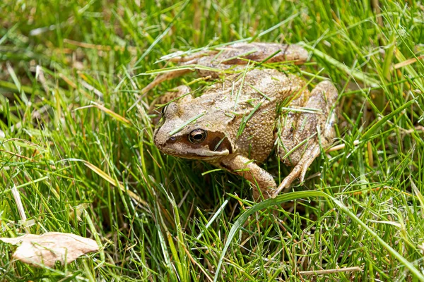 Žabák v nějaké trávě za slunného dne — Stock fotografie