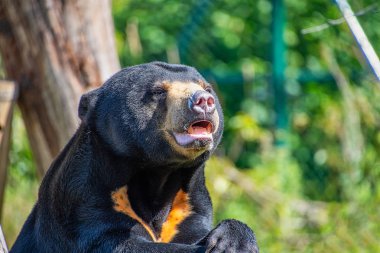 Bir Güneş ayısının portre görünümü