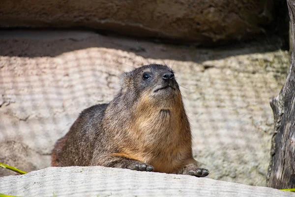 Hyrax rocheux assis sur un rocher Images De Stock Libres De Droits