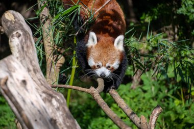 Kırmızı Panda bir dal boyunca yürüyor