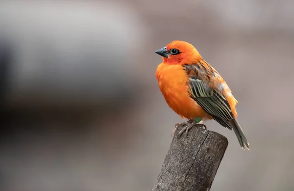 Petit Oiseau Rouge Local Sur Les Seychelles Photographie