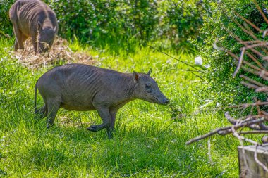 Kuzey Babirusa 'da küçük bir bebek otlakta yürüyor.