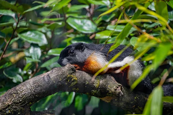 Écureuil Prevost Posé Sur Une Branche Arbre — Photo