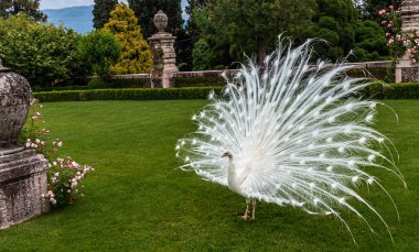 peacock ile bahçede