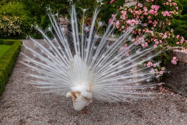 peacock ile bahçede