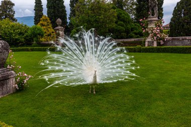 peacock ile bahçede