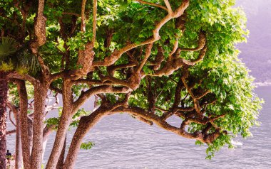  Como Gölü, Bellagio yakınlarında, piedmonte, İtalya