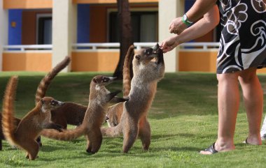 meksika bahçesinde yiyecek arayan porsuk