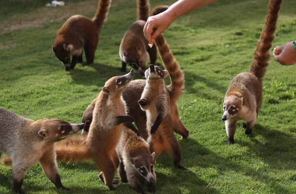 Texugos à procura de comida em um jardim mexicano — Fotografia de Stock