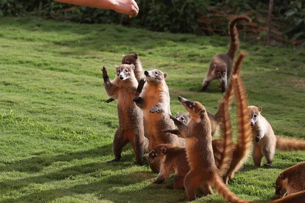 Texugos à procura de comida em um jardim mexicano — Fotografia de Stock