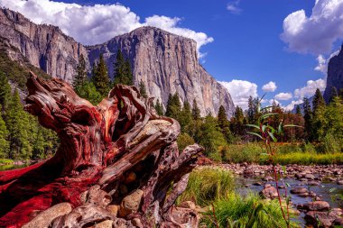 El Capitan 'ın dünyaca ünlü kaya tırmanışı duvarı, Yosemite Ulusal Parkı, Kaliforniya, ABD