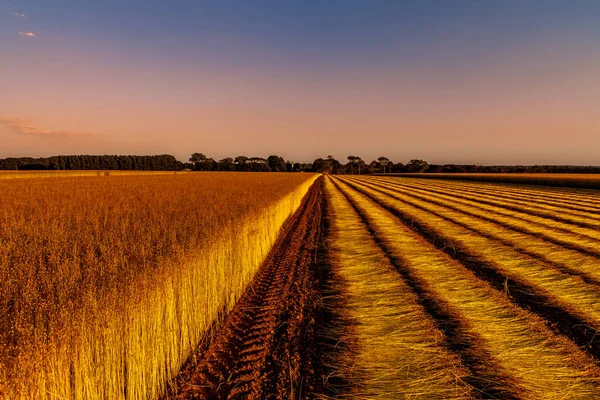 Campos Lino Durante Cosecha Agosto Cerca Ciudad Etretat Normandía Francia — Foto de Stock