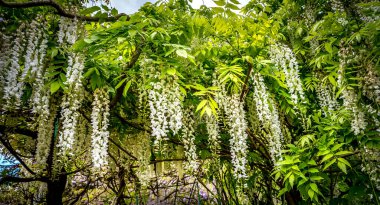 GIVERNY, FRANCE, 21 Mayıs 2015: Empresyonist bahçeler ve Claude Monet göletleri Giverny, Normandiya, Fransa