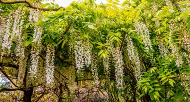 GIVERNY, FRANCE, 21 Mayıs 2015: Empresyonist bahçeler ve Claude Monet göletleri Giverny, Normandiya, Fransa