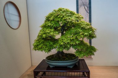 Bir saksı içinde yeşil Bonsai ağaç görünümü.