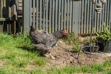 Bir tavuk Gıda 's kafes dışında arar.