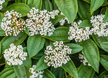 Arka plan resmini küçük beyaz çiçekler.