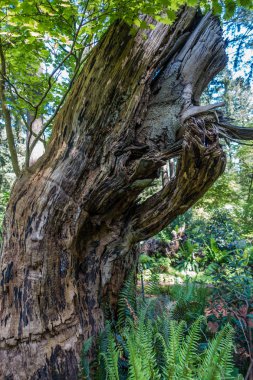 Bir veiw gnarly deadwood ağaca karakter dolu.