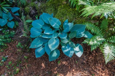 Hosta bitki yukarıdan yumuşak yaprakları ile bir görünüm.