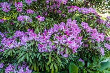 Arka plan atış parlak pembe ormangülü çiçek.