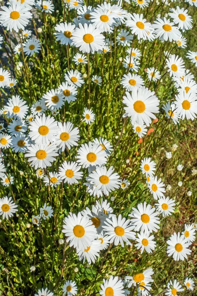 Strzał Tło Białe Kwiaty Daisy — Zdjęcie stockowe