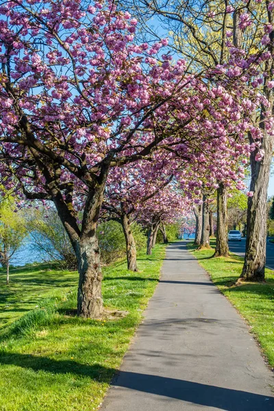 Ciliegi Piena Fioritura Sulla Riva Del Lago Washington Seattle — Foto Stock