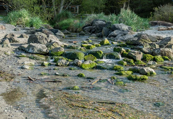 Arroyo Fluye Través Costa Puget Sound Dash Pioint State Park — Foto de Stock