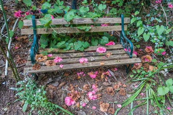 Liten Trädgård Bänk Bekämpar Med Moder Natur — Stockfoto