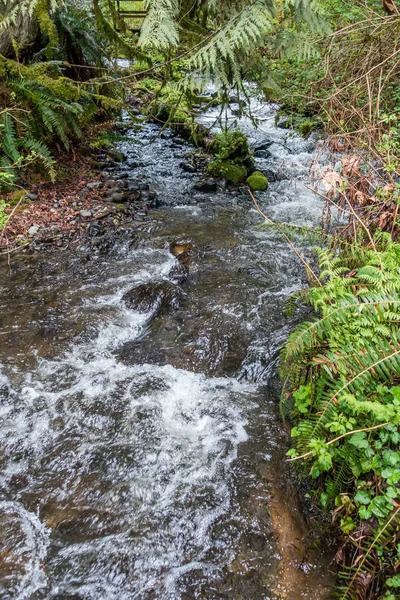 Bir akış yürüyen brdige yanan Şofben State Park Washington eyaletinde, geçmiş atılıyor.
