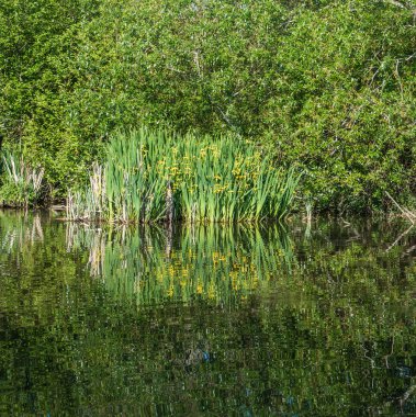 Sarı çiçek Normandy Park, Washington bir havuzda yansıtılır.
