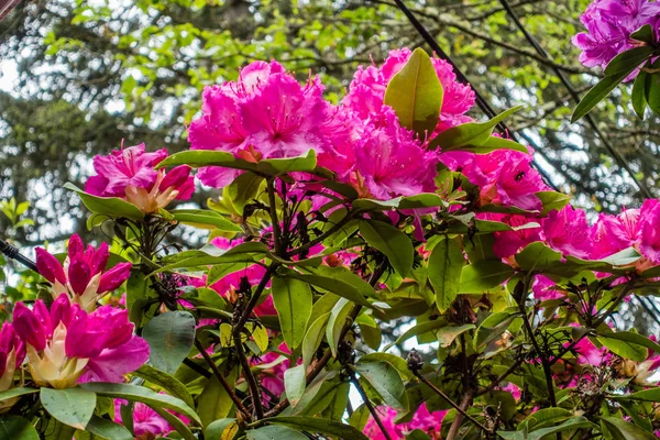 Bir makro pembe Rhododendron çiçeği..