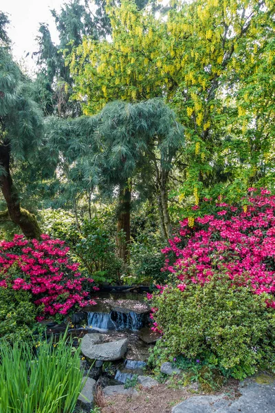 A view of red Azalea flowers and a small stream at Seatac, Washington.