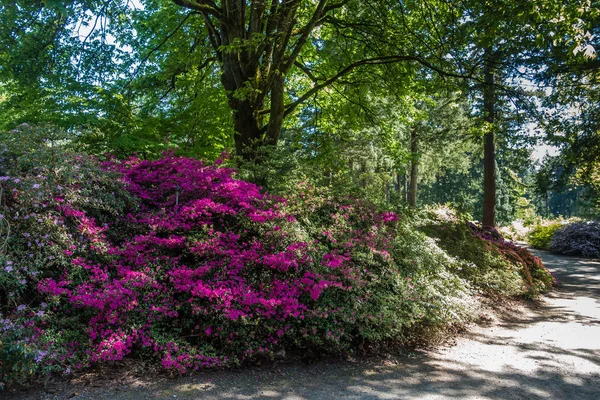 Federal Way, Washington bir geçit boyunca parlak çiçeklerin.