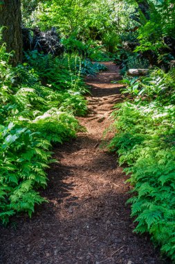Federal Way, Washington ferns aracılığıyla bir yol olur.