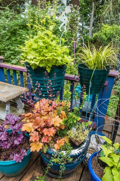 Une Variété Plantes Sont Assises Sur Porche Burien Washington — Photo