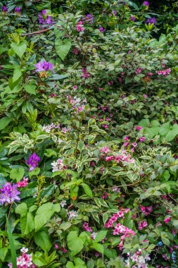 Bir varitey yaprak ve çiçek bir arka plan resmini.