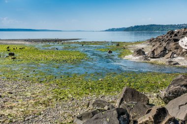 Manzara fotoğrafını tuzlu su State Park Des Moines, Washington Puget Sound içine akan bir dere.