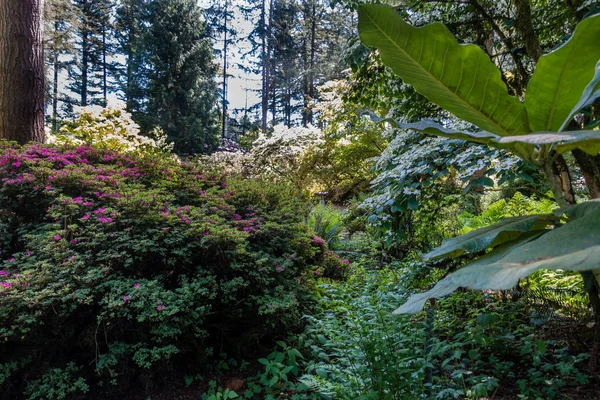 Een Weergave Uit Een Mengsel Van Ten Bloemen Federal Way — Stockfoto