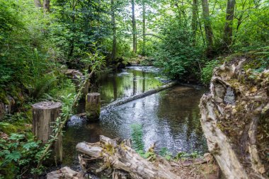 Des Moines Creek Des Moines, Washington'da bir görünümünü.